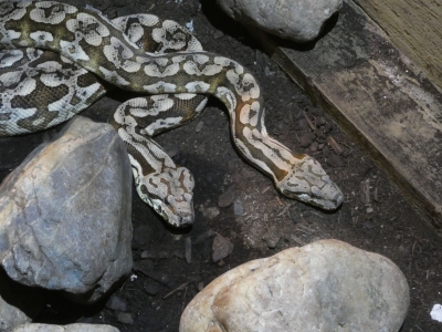 Dumerils Madagaskar-boa - De Zonnegloed - Dierenpark - Dieren opvangcentrum - Sanctuary